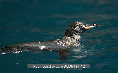 PENGUINS, GALAPAGOS: Galapagos Penguin, (Spheniscus mendiculus), swimming, WILD