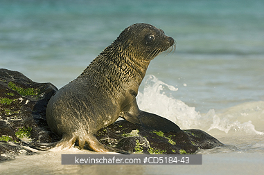 SEA LION, GALAPAGOS: Galapagos Sea Lion pup, (Zalophus wollebaeki), In surf, Galapagos, Ecuador