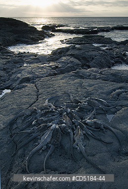 IGUANAS: Marine Iguana, (Amblyrhynchus cristatus), Santiago Is. Galapagos