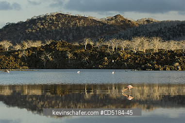 FLAMINGO: Greater Flamingos, (Phoenicopterus ruber), in saline pond, Floreana Is., Galapagos  