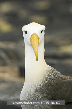 ALBATROSS: Waved Albatross, (Phoebastria irrorata), Portrait, Hood Is., Galapagos