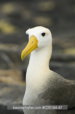 ALBATROSSES: Waved Albatross, (Phoebastria irrorata), Portrait, Hood Is., Galapagos