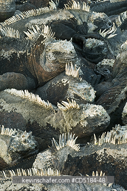 IGUANAS: Marine Iguana, (Amblyrhynchus cristatus), Santiago Is., Galapagos Islands, Ecuador