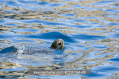 SEA TURTLES, GREEN: Green Sea Turtle, (Chelonia mydas), Galapagos Is.