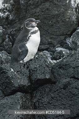 PENGUINS, GALAPAGOS: Galapagos Penguin, (Spheniscus mendiculus), Endangered, GALAPAGOS
