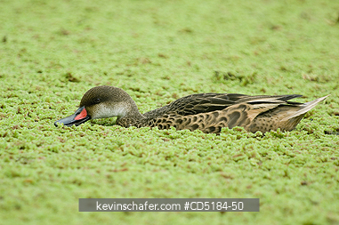 DUCKS: White-cheeked Pintail Duck, (Anas bahamensis), feeding, Santa Cruz Is. GALAPAGOS, Ecuador