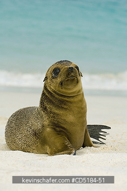SEA LIONS, GALAPAGOS: Galapagos Sea Lion pup, (Zalophus mendiculus), Hood island, GALAPAGOS