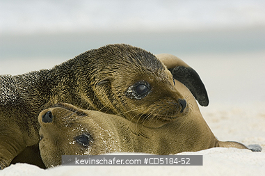 SEA LIONS, GALAPAGOS: Galapagos Sea Lion pups, (Zalophus mendiculus), Pups playing, GALAPAGOS