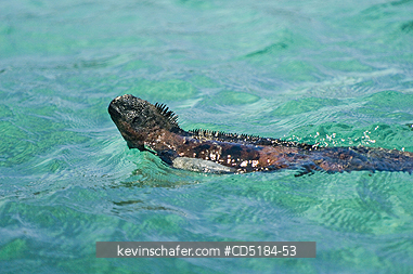 IGUANAS, MARINE: Marine Iguana, (Amblyrhynchus cristatus), Swimming in ocean, Galapagos, Ecuador
