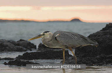 HERONS, GREAT BLUE: Great Blue Heron, (Ardea herodias), feeding along shore, Galapagos Islands, Ecuador