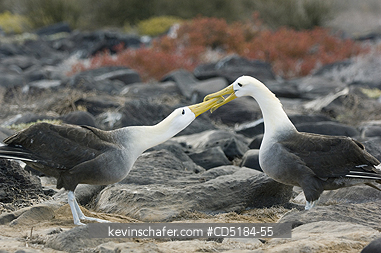 ALBATROSS: Waved Albatross, (Phoebastria irrorata), Courtship Galapagos, Ecuador