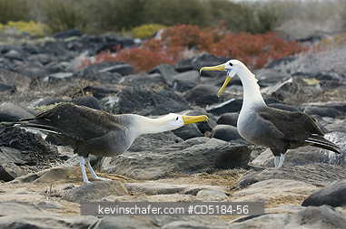 ALBATROSS: Waved Albatross, (Phoebastria irrorata), Courtship, Galapagos Islands, Ecuador