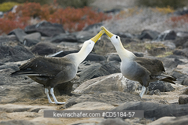 ALBATROSS: Waved Albatross, (Phoebastria irrorata), Courtship, Galapagos, Ecuador