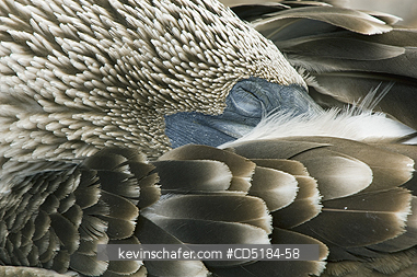 BOOBY, BLUE FOOTED: Blue-footed Booby ,(Sula nebouxii), sleeping, Galapagos is. Ecuador