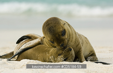 SEA LION, GALAPAGOS: Galapagos Sea Lion pups, (Zalophus mendiculus), Pups playing, GALAPAGOS