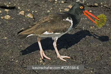 OYSTERCATCHER: American Oystercatcher, (Haematopus palliatus), with sea urchin, Galapagos