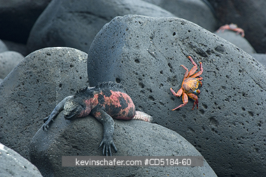 IGUANAS: Marine Iguana, (Amblyrhynchus cristatus), sunning on lava with crabs, Galapagos, Ecuador