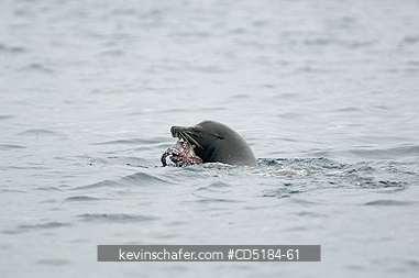 SEA LIONS, GALAPAGOS: Galapagos Sea Lion, (Zalophus mendiculus), eating octopus, GALAPAGOS, Ecuador