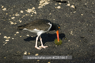 OYSTERCATCHER: American Oystercatcher, (Haematopus palliatus), with sea urchin, Galapagos, Ecuador