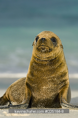 SEA LION, GALAPAGOS: Galapagos Sea Lion Pup, (Zalophus wollebaeki), Espanola Is. Galapagos