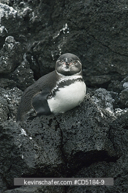 PENGUINS, GALAPAGOS: Galapagos Penguin, (Spheniscus mendiculus), Fernandina Is., Galapagos