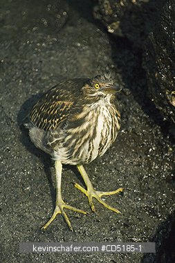 HERONS: Striated Heron  (Butorides striata), Santa Cruz Island, GALAPAGOS