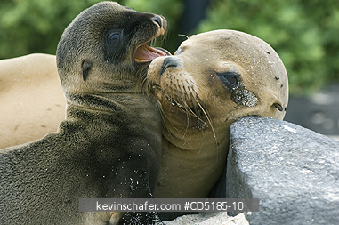 SEA LIONS, GALAPAGOS: Galapagos Sea Lions (Zalophus wollebaeki) Mother and baby, Hood is.  Galapagos Islands ECUADOR