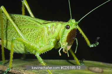 KATYDIDS: Katydid, (unknown species), Buenaventura Reserve, El Oro Province, ECUADOR.