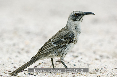 MOCKINGBIRDS: Hood Mockingbird (Nesomimus macdonaldi) Isla Espa�ola (Hood ) GALAPAGOS