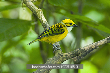 TANAGERS: Silver-throated Tanager (Tangara icterocephala) WILD, Mindo Loma, W. Ecuador