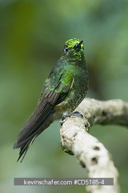 HUMMINGBIRDS: Western Emerald Hummingbird (Chlorostilbon melanorhynchus) Mindo ECUADOR