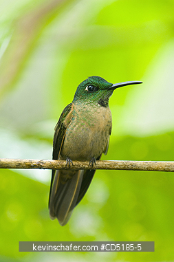 HUMMINGBIRDS: Hummingbird, Fawn-breasted Brilliant (Heliodoxa rubinoides) Mindo area, Ecuador