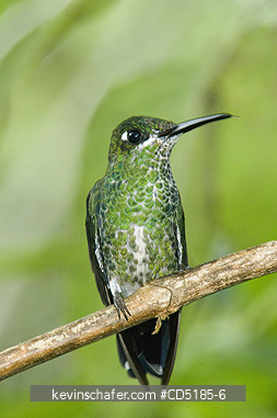 HUMMINGBIRDS: Green-crowned Brilliant Hummingbird (Heliodoxa jacula) female, El Oro, Ecuador