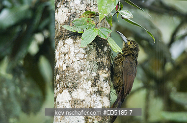 WOODCREEPERS: Strong-billed Woodcreeper (Xiphocolaptes promeropirhynchus) in rain, ECUADOR