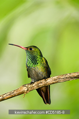 HUMMINGBIRDS: Rufous-tailed Hummingbird (Amazilia tzacatl) Mindo area WESTERN ECUADOR