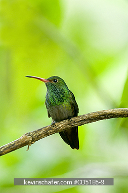 HUMMINGBIRDS: Rufous-tailed Hummingbird (Amazilia tzacatl) Mindo area WESTERN ECUADOR