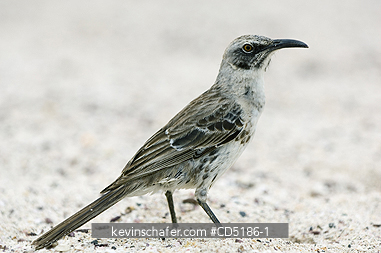MOCKINGBIRDS: Hood Mockingbird, (Nesomimus macdonaldi), Isla Espa�ola, (Hood Island), Galapagos