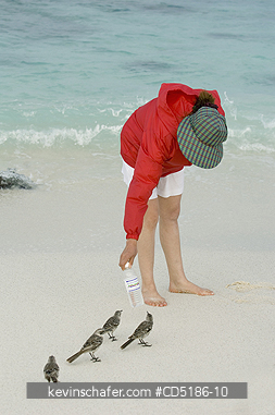MOCKINGBIRDS: Tourist with Hood Mockingbird, (Nesomimus macdonaldi), Isla Espa�ola, (Hood Island), Galapagos Islands, ECUADOR