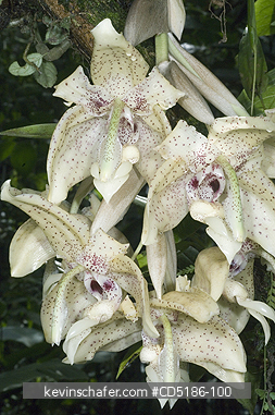 ORCHID: Stanhopea Orchids, WILD, Mindo area, Ecuador