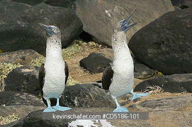 BOOBY, BLUE FOOTED: Blue-footed Boobies, (Sula nebouxii) Courtship dance, Hood Is. GALAPAGOS