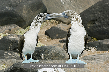 BOOBY, BLUE FOOTED: Blue-footed Boobies, (Sula nebouxii) Courtship, Hoos Is. GALAPAGOS