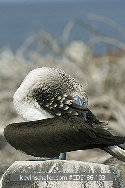 BOOBY, BLUE FOOTED: Blue-footed Boobies, (Sula nebouxii) Preening, Hood island, GALAPAGOS