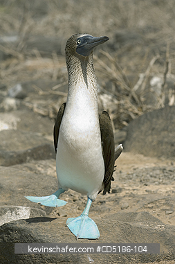 BOOBY, BLUE FOOTED: Blue-footed Boobies, (Sula nebouxii) walking, Hood island, GALAPAGOS