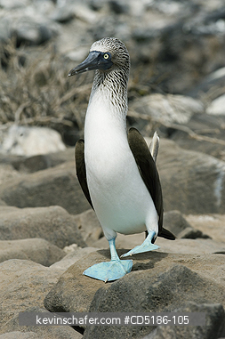 BOOBY, BLUE FOOTED: Blue-footed Boobies, (Sula nebouxii) walking, Hood island, GALAPAGOS