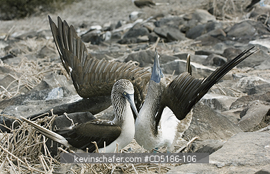 BOOBY, BLUE FOOTED: Blue-footed Boobies, (Sula nebouxii), Courtship display, Hood is. GALAPAGOS