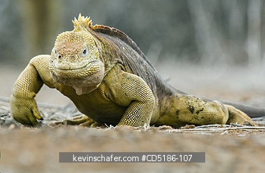 IGUANAS: Galapagos Land Iguana, (Conolophus subcristatus), Santa Cruz Island, GALAPAGOS