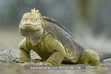 IGUANAS: Galapagos Land Iguana, (Conolophus subcristatus), Santa Cruz Island, GALAPAGOS