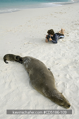 SEA LIONS, GALAPAGOS: Young tourist with Galapagos Sea Lion pup, (Zalophus wollebaeki), Hood Island, GALAPAGOS