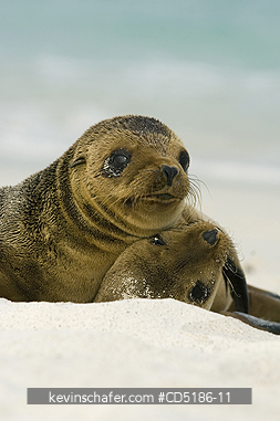 SEA LIONS, GALAPAGOS: Galapagos Sea Lion pups, (Zalophus wollebaeki), Hood Island, GALAPAGOS