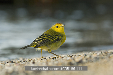 WARBLERS, BIRD: Yellow or Mangrove warbler, (Dendroica petechia bryanti)  Santiago I., Galapagos.